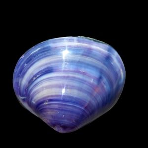 Cute sea shell jewelry box